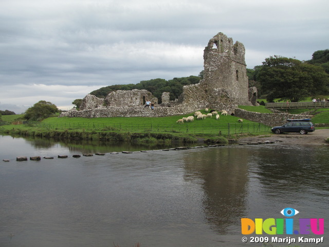 SX08666 Sheep at Ogmore Castle